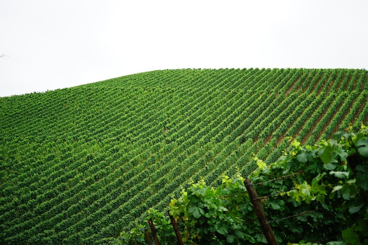 Guía Completa para Disfrutar de la Ruta del Vino en España